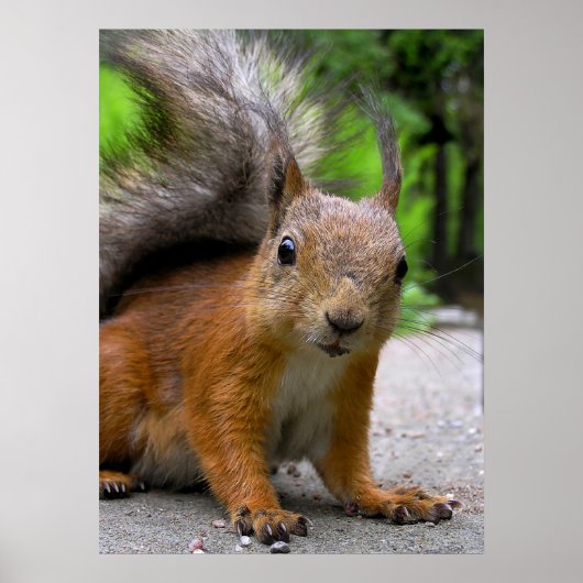 Poster Qu'est-ce qu'il a ? (Devant)