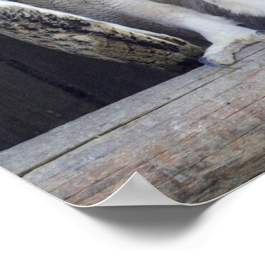 Poster Question stupide (Coin)