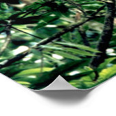 Poster Quetzal, Monteverde, Costa Rica (Coin)