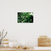 Poster Quetzal, Monteverde, Costa Rica (Cuisine)