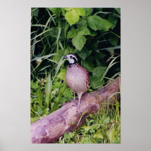 Poster Queue de Bobwhite (Devant)