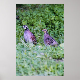 Poster Queue de Bobwhite