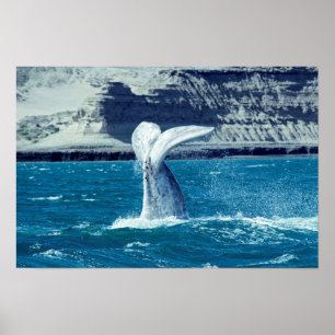 Poster Queue de veau de baleine - Argentine