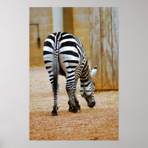 Poster Queue de Zebra