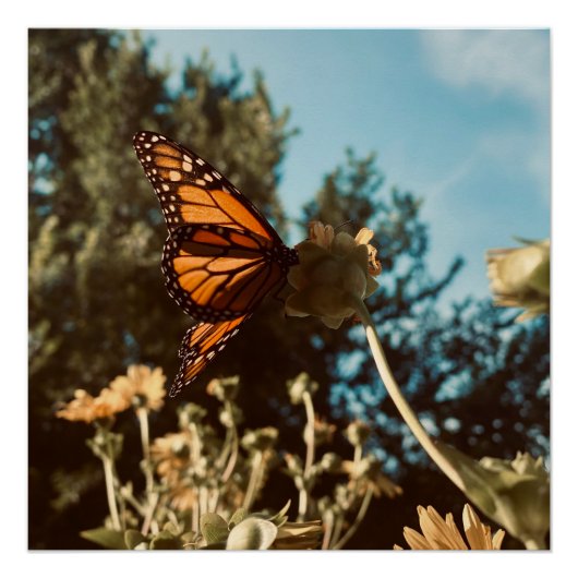 Poster Quiet Wings (Devant)