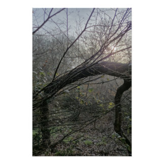 Poster Quiet Woodland Light – Minimal Nature Photography 