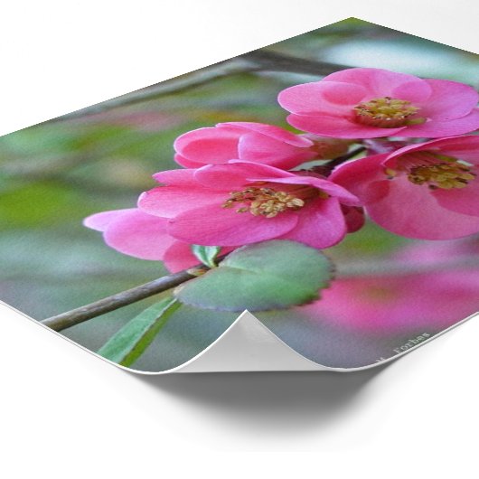 Poster Quince à fleur (Coin)