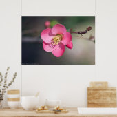 Poster Quince à fleurs roses parfaite (Cuisine)