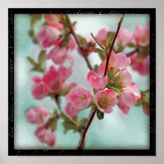 Poster Quince blossoms (Devant)