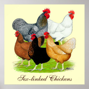 Poster Quintette de poulet liée au sexe