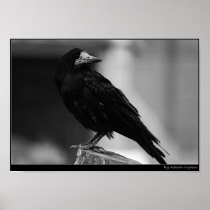 Poster Quitter le paradis