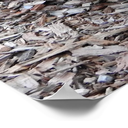 Poster Quokka (Coin)