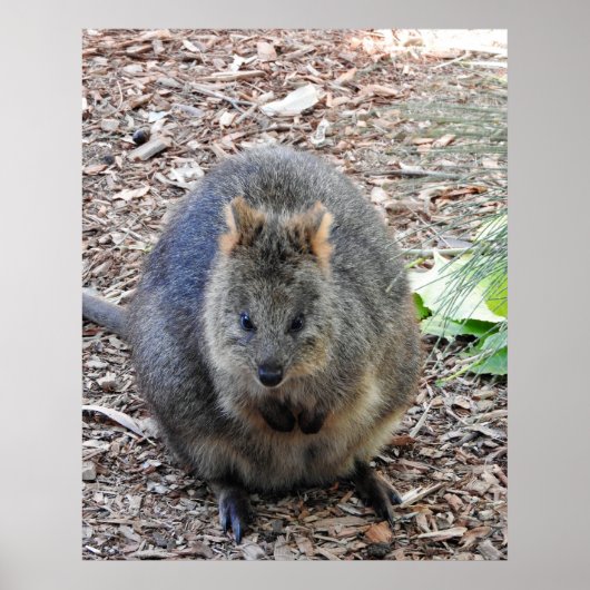 Poster Quokka (Devant)