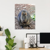 Poster Quokka (Bureau à domicile)