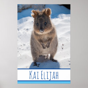Poster Quokka sur la plage Australia Blue Boys