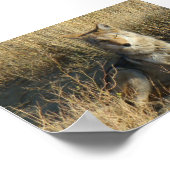 Poster R15 Coyote Couché (Coin)