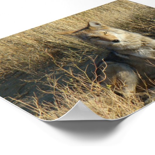 Poster R15 Coyote Laying (Coin)