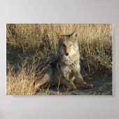 Poster R15 Coyote Laying (Devant)