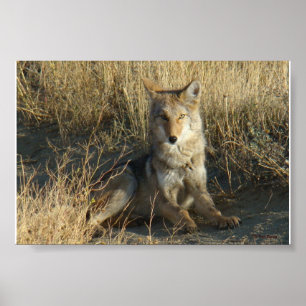 Poster R15 Coyote Laying