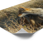 Poster R16 Coyote se grattant (Coin)