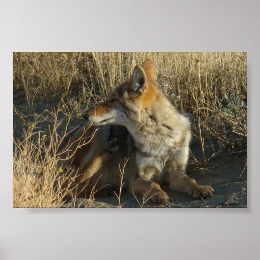 Poster R16 Coyote se grattant (Devant)