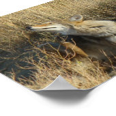 Poster R17 Coyote se grattant (Coin)