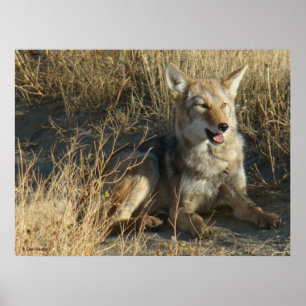 Poster R18 Coyote Laying