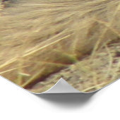 Poster R19 Coyote Couché (Coin)