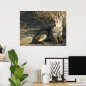 Poster R19 Coyote Couché (Bureau à domicile)