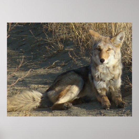 Poster R19 Coyote Laying (Devant)