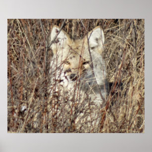 Poster R21 Coyote "Vous regarder"