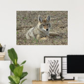Poster R22 Coyote Laying (Bureau à domicile)