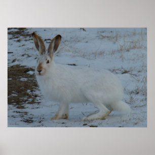 Poster R23 Snowshoe Hare