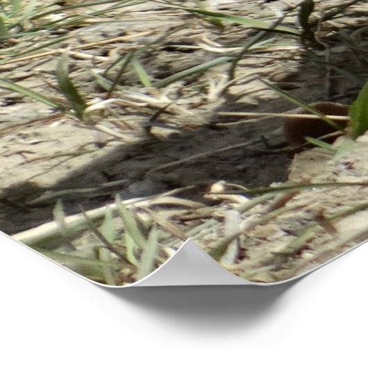 Poster R24 Coton-tail Rabbit (Coin)