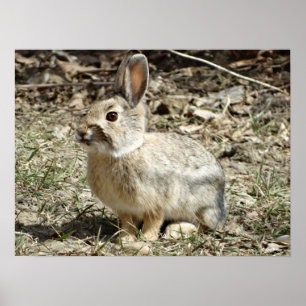 Poster R24 Coton-tail Rabbit