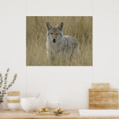 Poster R2 Coyote en herbe haute (Cuisine)