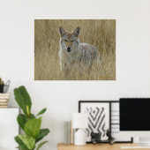 Poster R2 Coyote en herbe haute (Bureau à domicile)