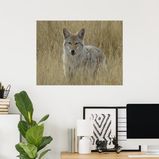 Poster R2 Coyote en herbe haute (Bureau à domicile)