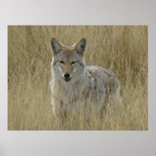 Poster R2 Coyote en herbe haute