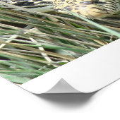 Poster R4 Bullsnake dans l'Herbe (Coin)