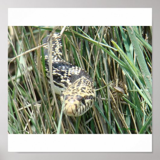 Poster R4 Bullsnake dans l'Herbe (Devant)