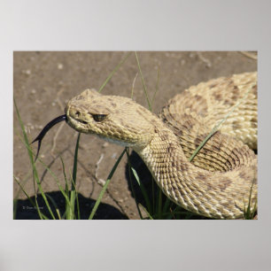 Poster R8 Rattlesnake Head Shot