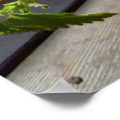 Poster Rabatteur dans un pot (Coin)