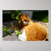 Poster Rabatteur dans un pot (Devant)