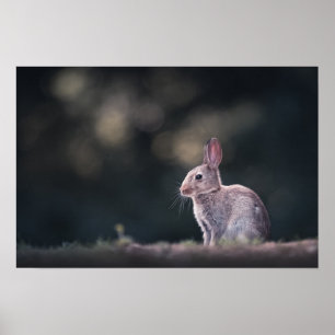 Poster Rabbit Nature Photo