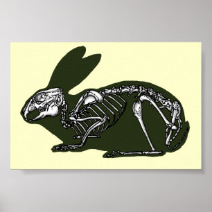Poster rabbit skeleton