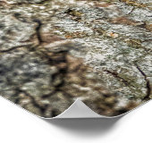 Poster Raccon niché à l'intérieur d'un creux d'arbre (Coin)