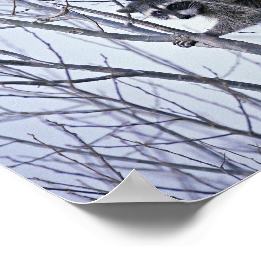 Poster Raccoon (Coin)