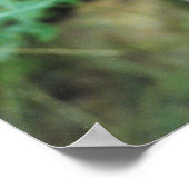 Poster Raccoon #2 (Coin)