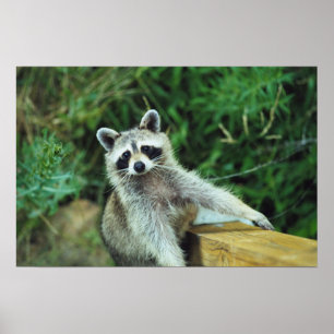 Poster Raccoon #2